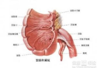 慢性阑尾炎症状,症状解析与自我护理指南