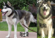 阿拉斯加犬跟哈士奇,外貌、性格与饲养差异全解析