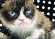 猫去世网红,缅怀我们共同喜爱的网红猫咪